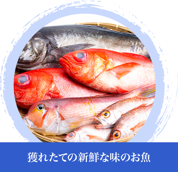 獲れたての新鮮な味のお魚